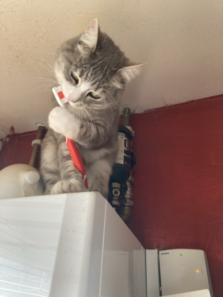 Sick to death of this BLOODY cat, please help.