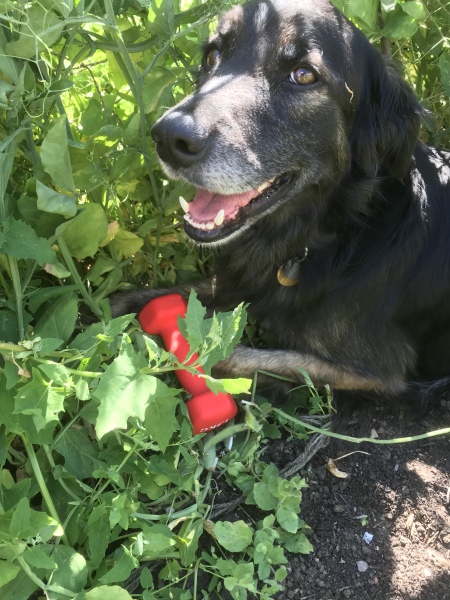 Crazy to get a border collie?