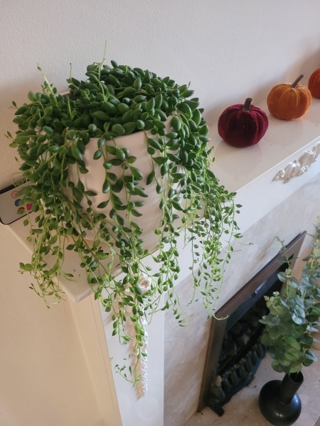 Name my plant PIC