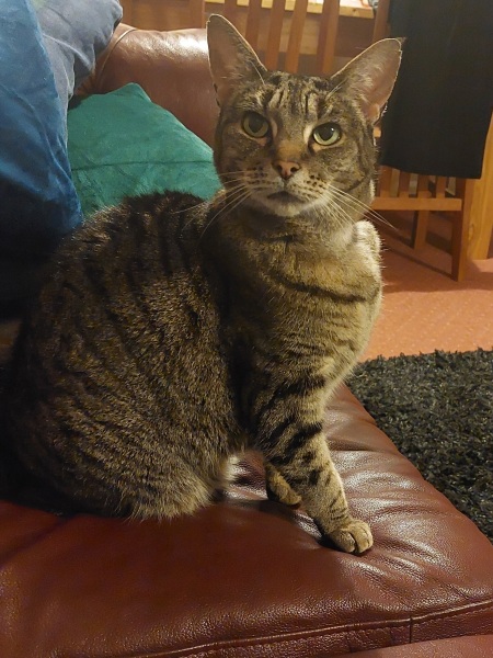 How much does your cat weigh? Do you think it's too much, too little or just right? :)