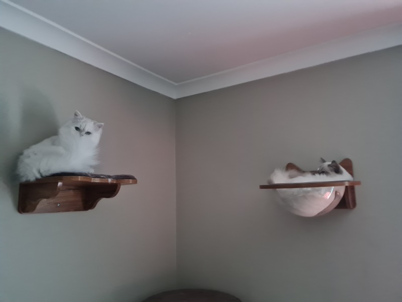 Kitten pics on a dreary Saturday 
