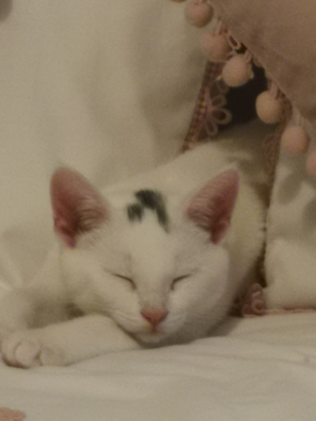 Teddy the Terror, 15 weeks old when can we neuter (pics)!