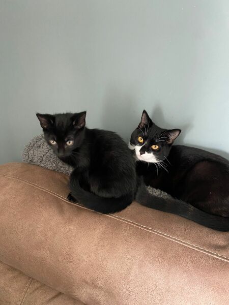 One cat taking over? 