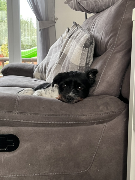 Dog stole a pork rib