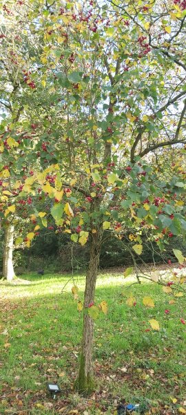 I am going to plant a lovely mixed hedge - what have I forgotten to include?