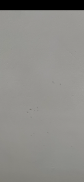 Mould under paint 