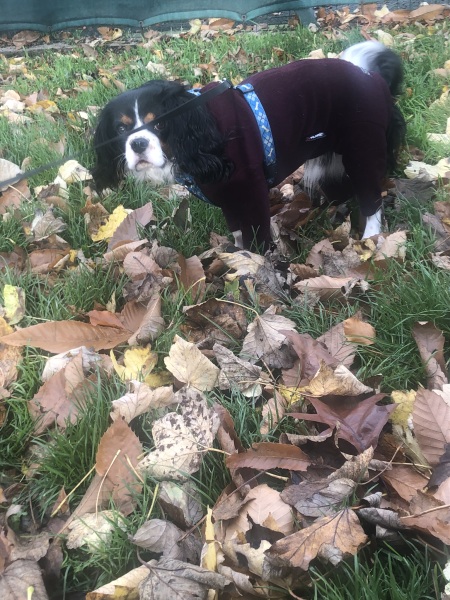 Anyone else have colour Coordinated dogs?