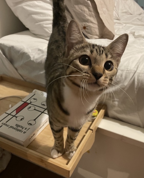 Help me name my beautiful new kitten