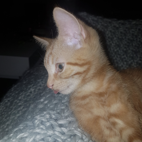 Kitten pics on a dreary Saturday 