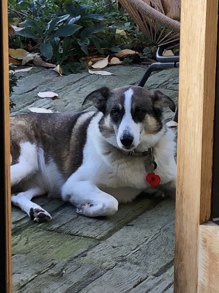 Anyone up for a 'My Dog POV' thread?