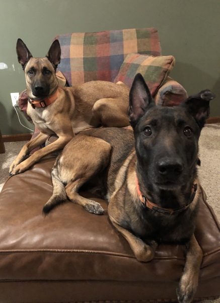 Anyone else have colour Coordinated dogs?
