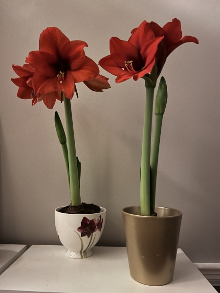 Who'd like an Amaryllis (Hippeastrum) thread?