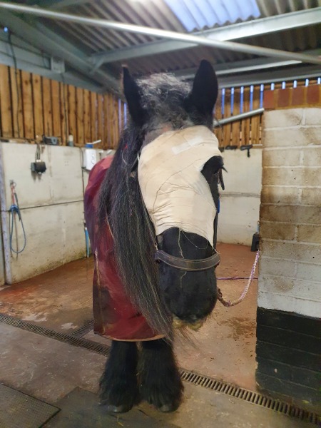 To feel sorry for people with horses?