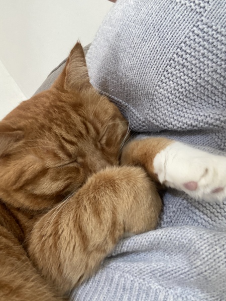 My Furbaby saved my life