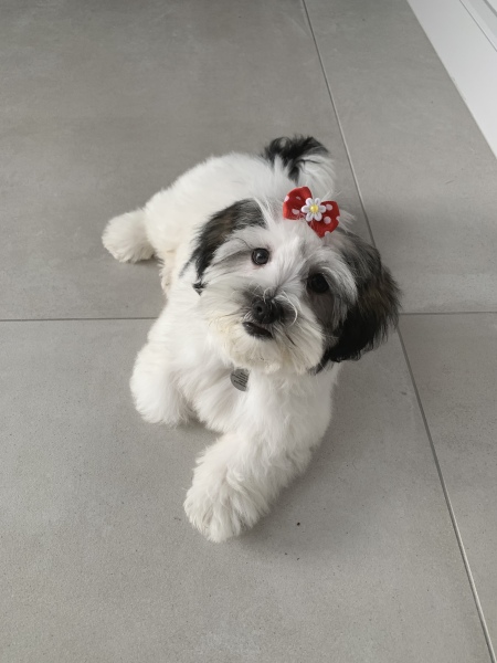 Puppy Survival Thread - as we approach Fireworks night for the first time…