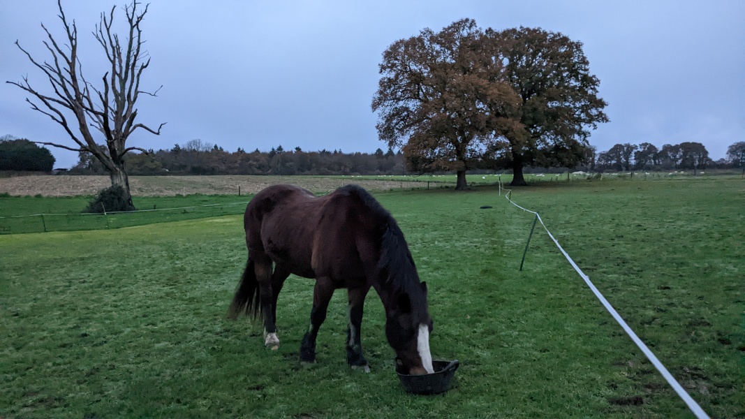 To feel sorry for people with horses?