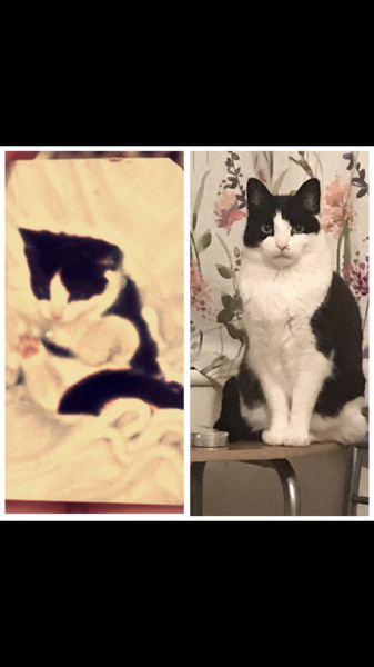 Kitten pics on a dreary Saturday 