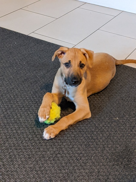 Puppy Survival Thread - as we approach Fireworks night for the first time…