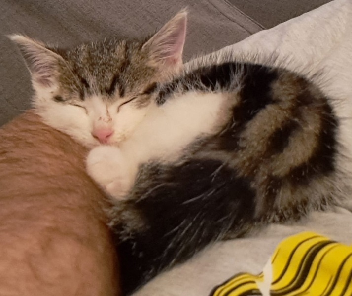 Help? I've acquired a very young kitten?