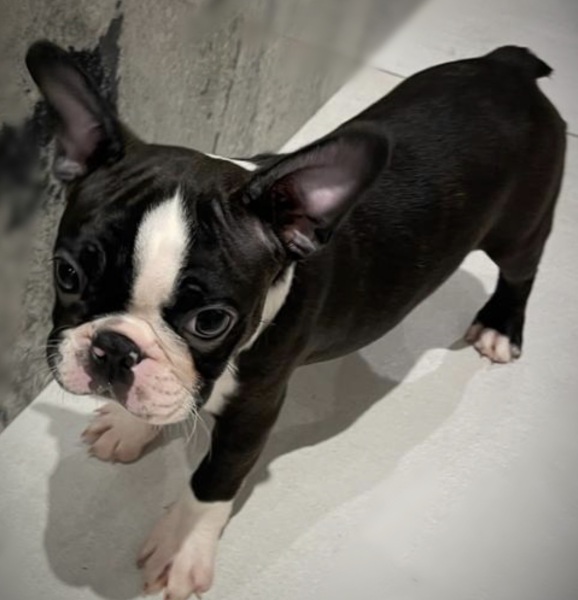 What is this puppy's name?