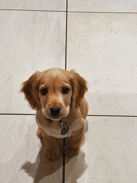 Puppy Survival Thread - as we approach Fireworks night for the first time…
