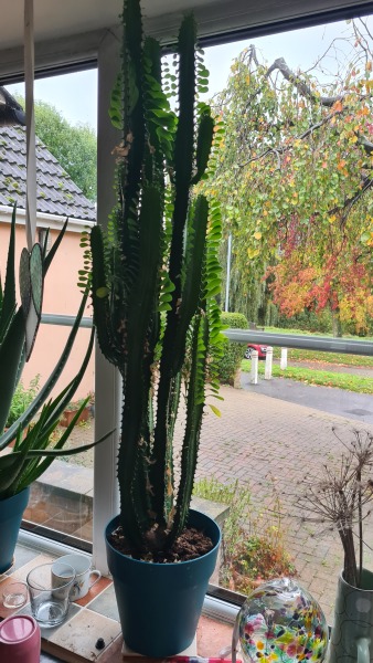 Identify my plant!
