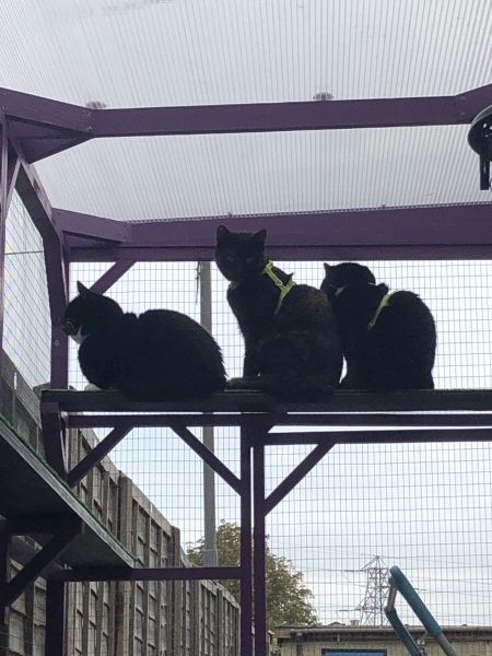 i am such a cat slave.