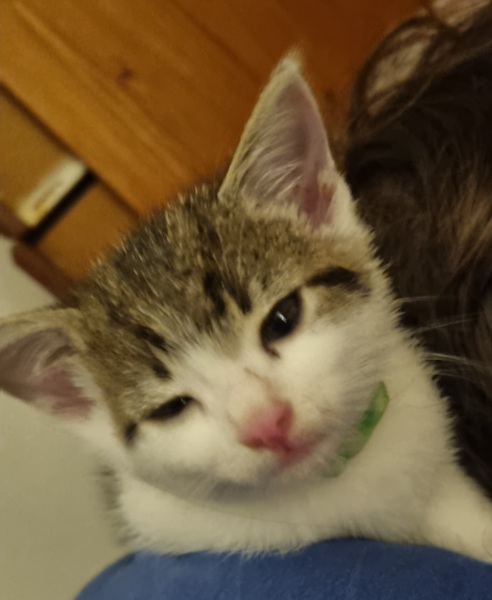 The adventures of Peppa and soon to be Bingo