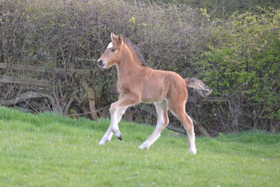To feel sorry for people with horses?
