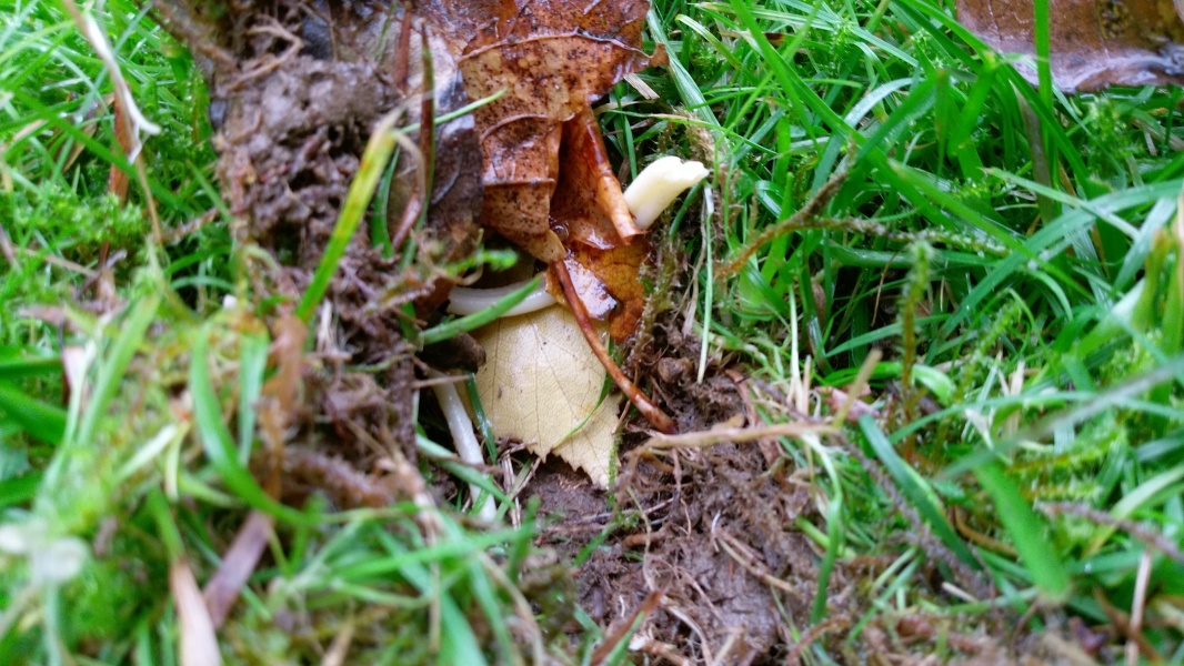 Lawn spaghetti