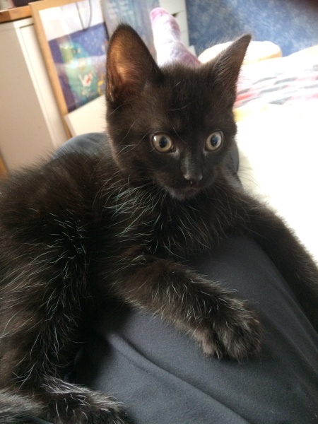 The adventures of Peppa and soon to be Bingo