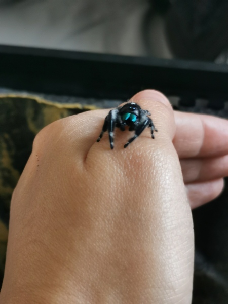 Did anyone get that big £30 spider skeleton from Asda? 