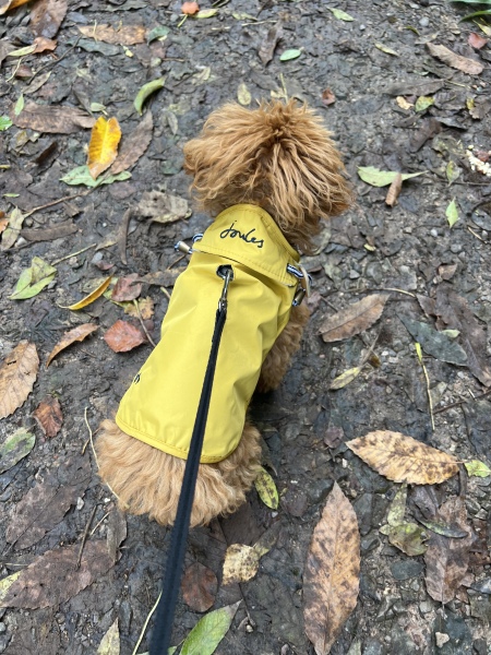 Puppy Survival Thread - as we approach Fireworks night for the first time…