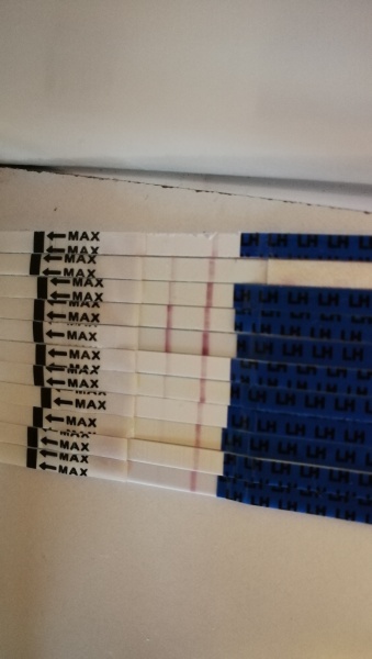 Is this a positive opk?