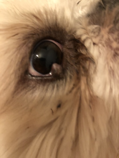 Eye growth/ulcer on 7 year old dog (pic included)