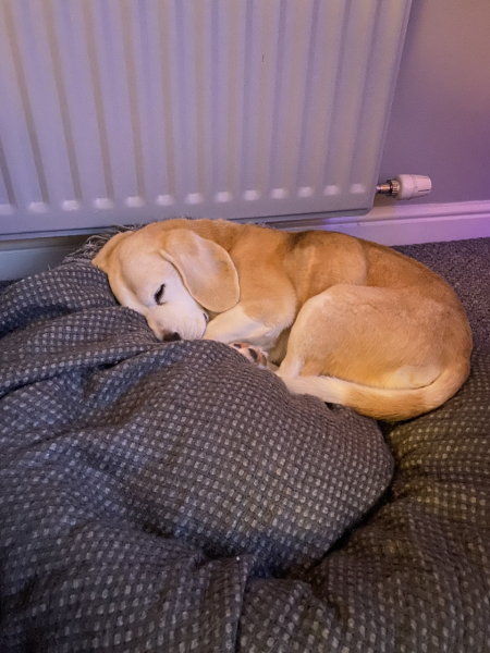 My dog has been diagnosed with right sided congestive cardiac failure