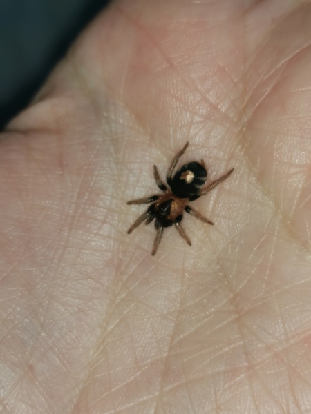 Did anyone get that big £30 spider skeleton from Asda? 