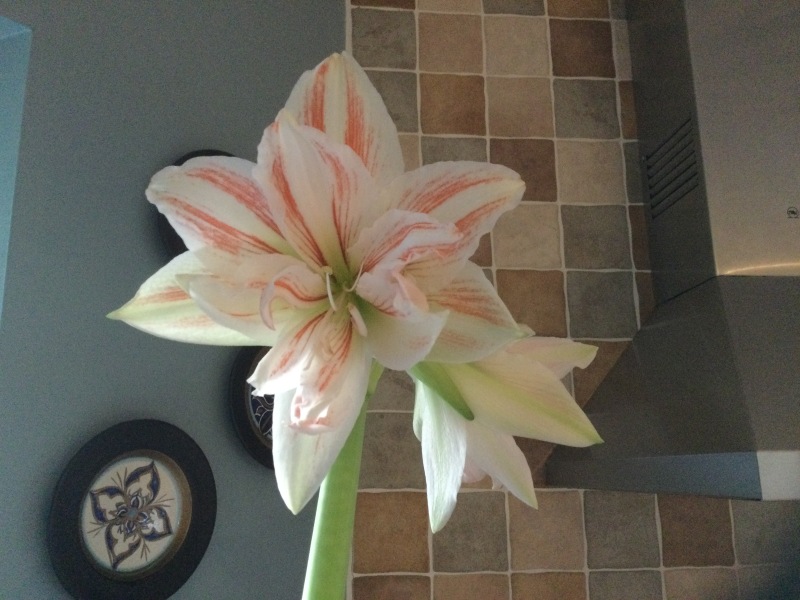 Who'd like an Amaryllis (Hippeastrum) thread?
