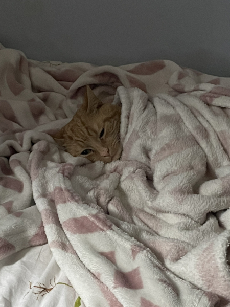 Baby boy being neutered today - what to expect?