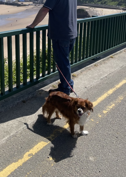 Recommend me a breed?