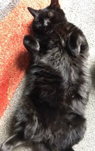 How much does your cat weigh? Do you think it's too much, too little or just right? :)