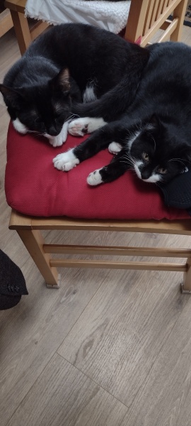 Kitten pics on a dreary Saturday 