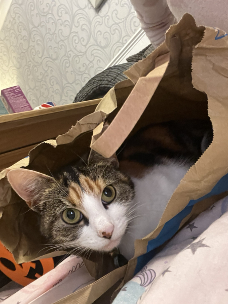 My Furbaby saved my life