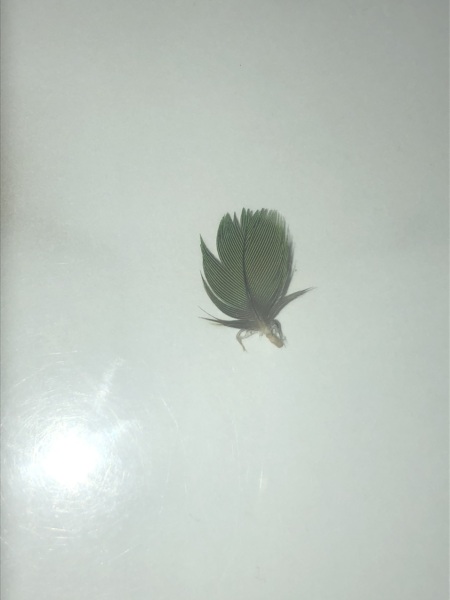 What bird is this from?