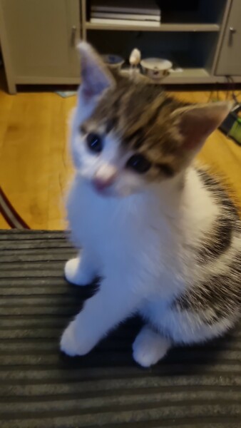 Help? I've acquired a very young kitten?