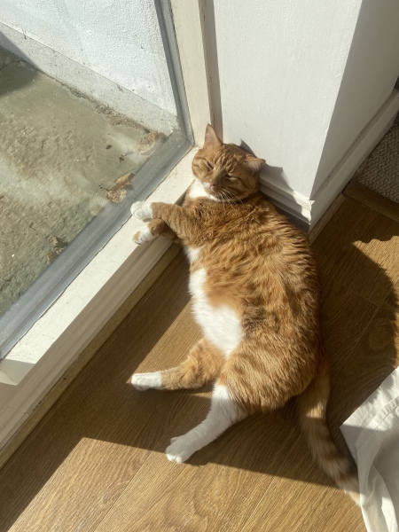 How much does your cat weigh? Do you think it's too much, too little or just right? :)