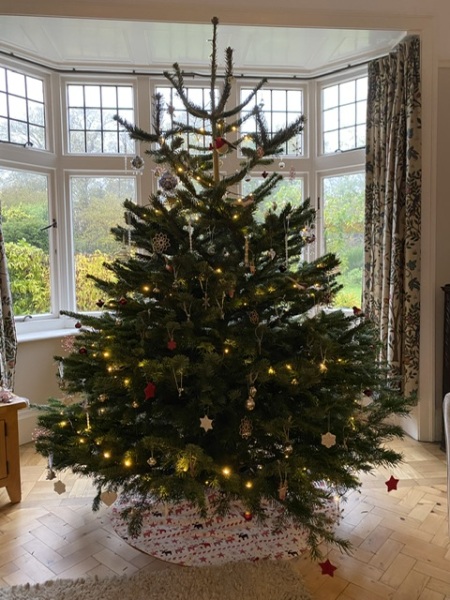 Christmas tree pics 