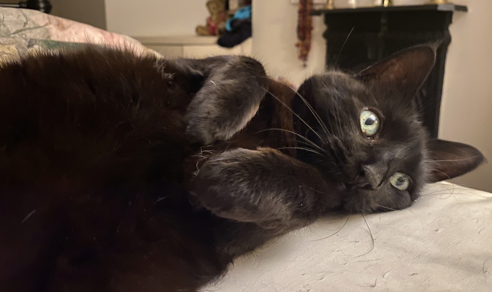 The adventures of Peppa and soon to be Bingo