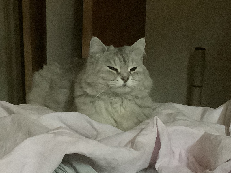 Thread 1 - Lifeboat Muster Point for TalkExiles