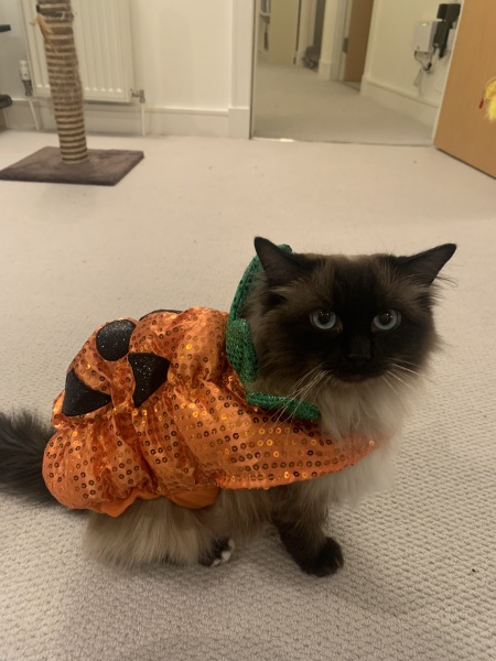 Help? I've acquired a very young kitten?